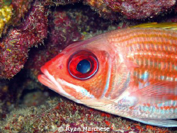 High fin squirrelfish by Ryan Marchese 